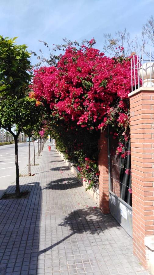Estudio Comodo En Torrevieja Extérieur photo